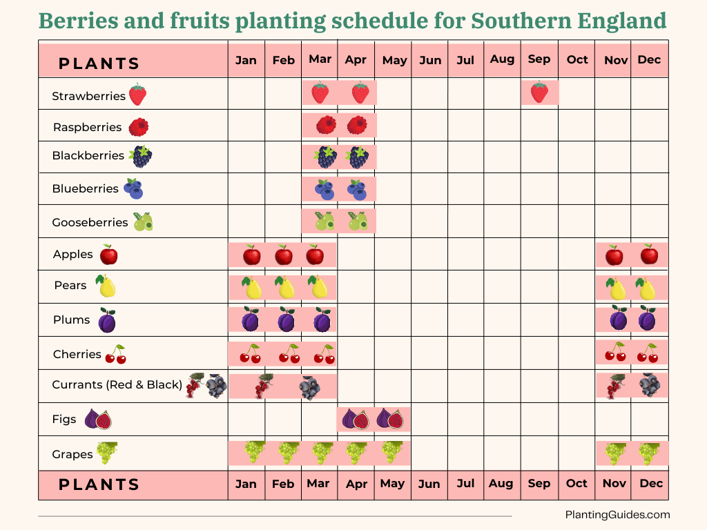 Berries and fruits planting schedule visual chart for Southern England