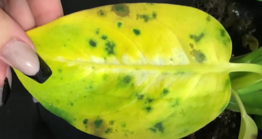 Dieffenbachia brown spots among the yellow leaves