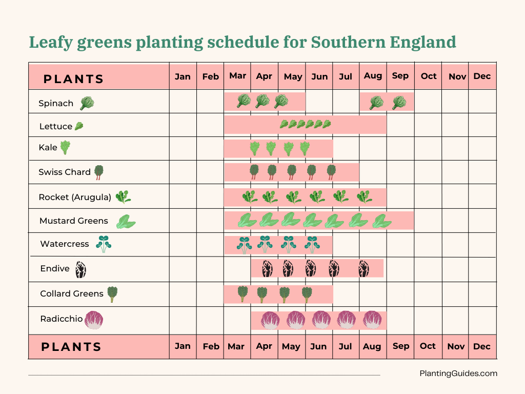 Leafy greens planting schedule visual chart for Southern England