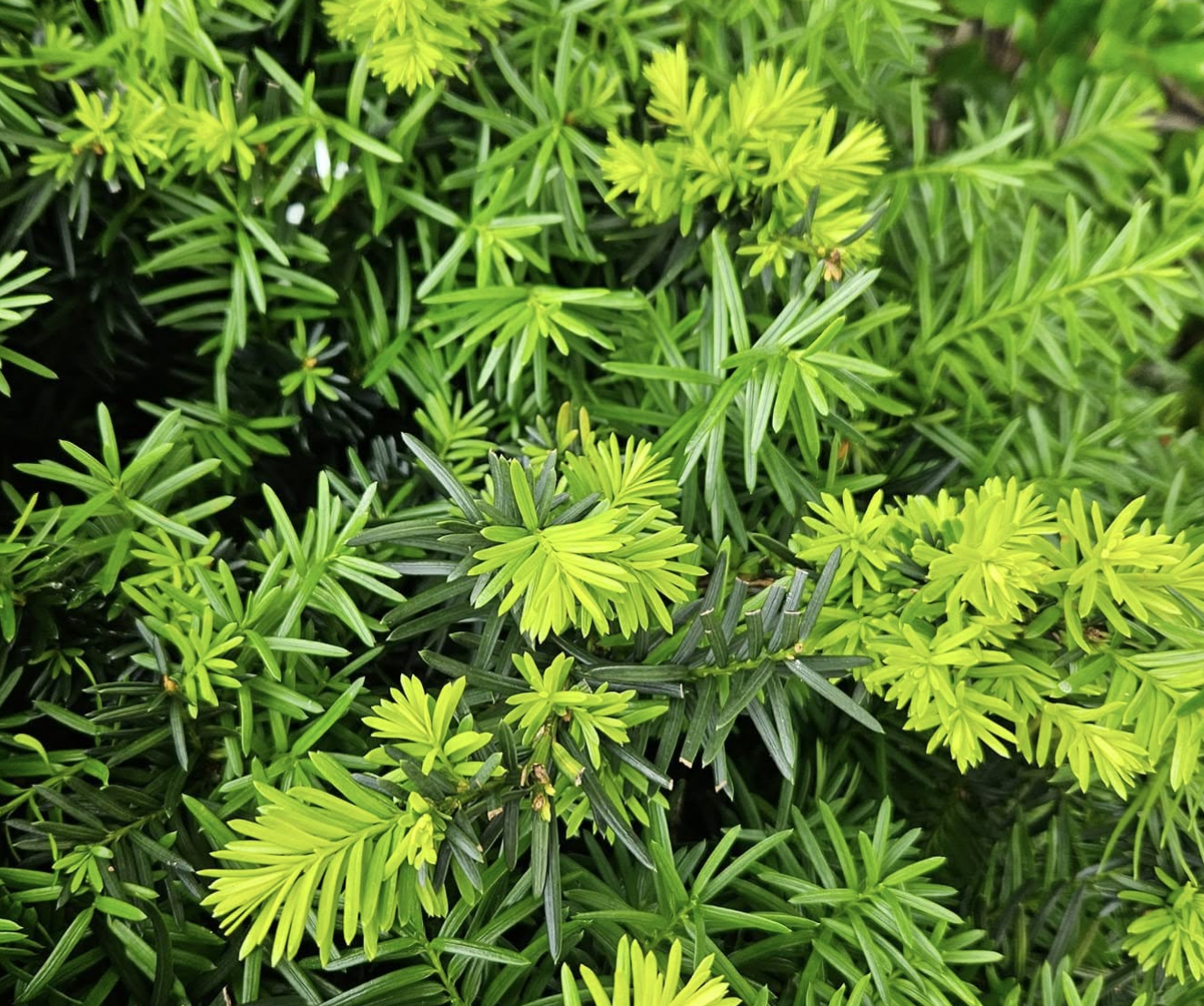 Yew privacy hedge