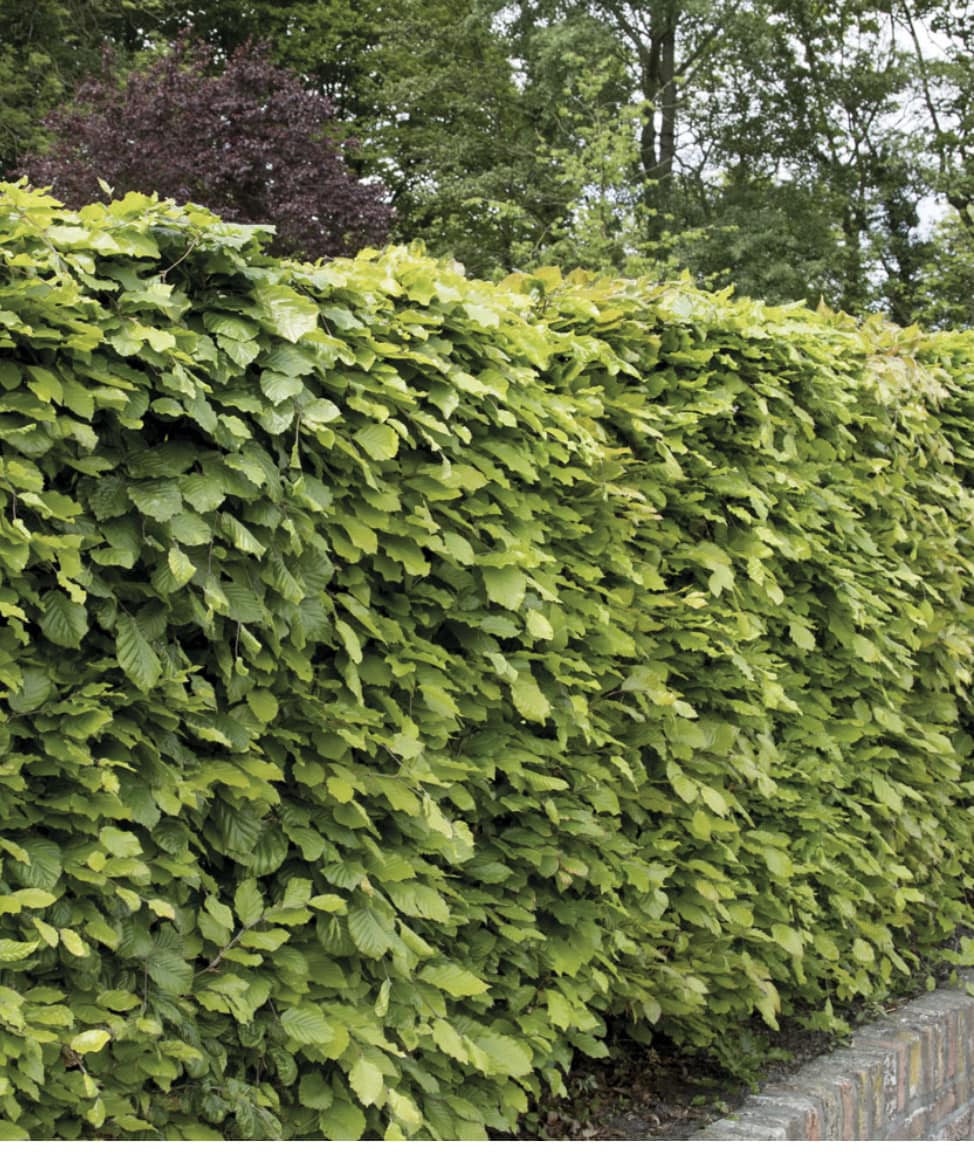 Beech hedge