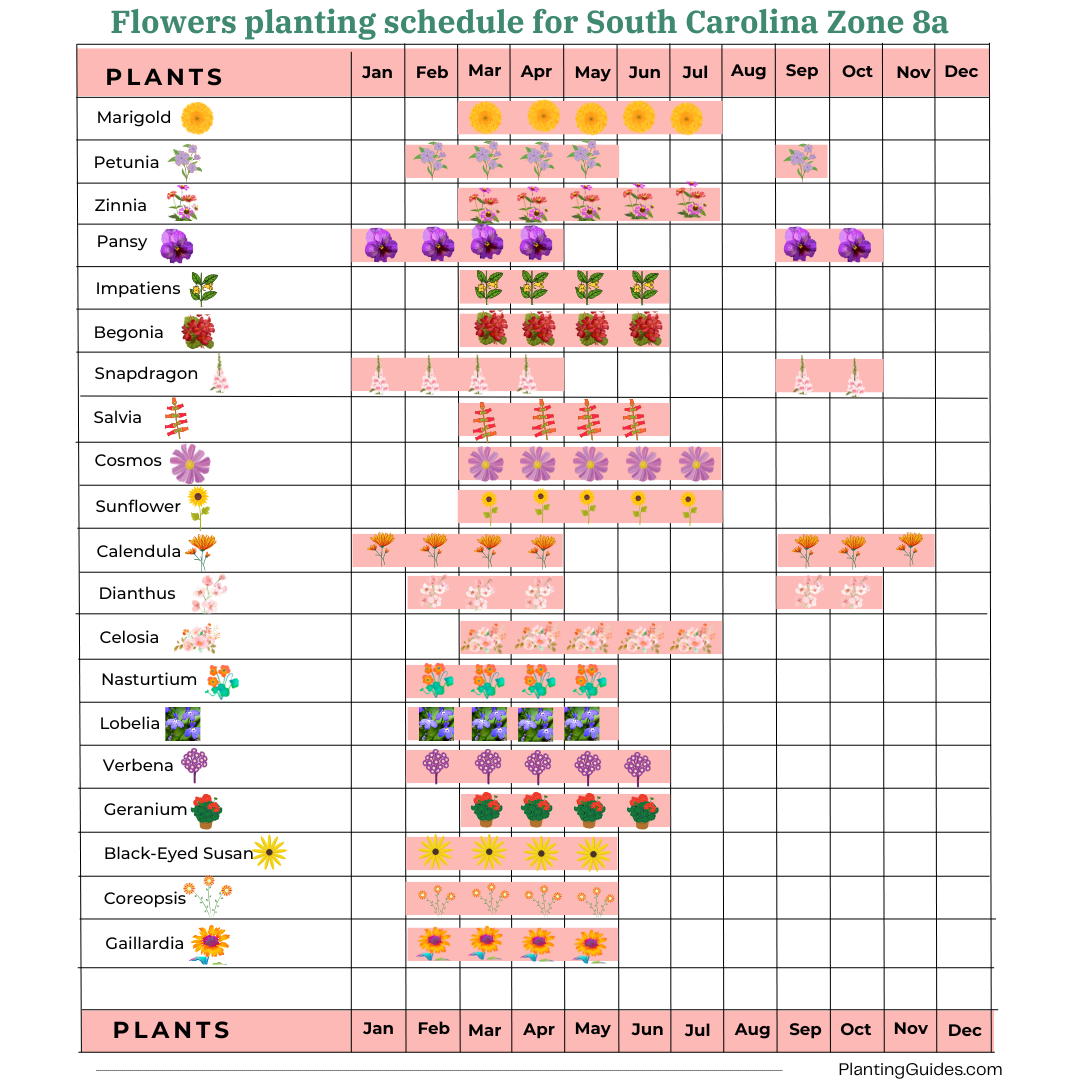 Flowers planting schedule for South Carolina Zone 8a