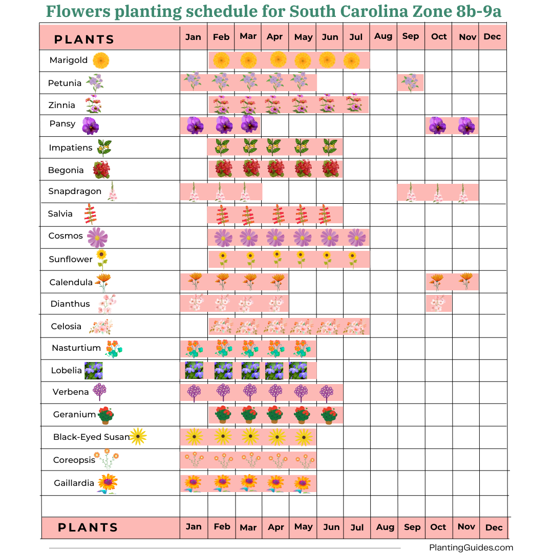 Flowers planting schedule for South Carolina Zone 8b-9a