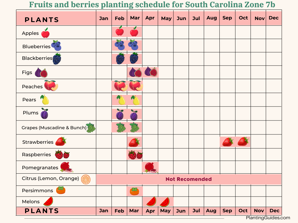 Fruits and berries planting schedule for South Carolina Zone 7b