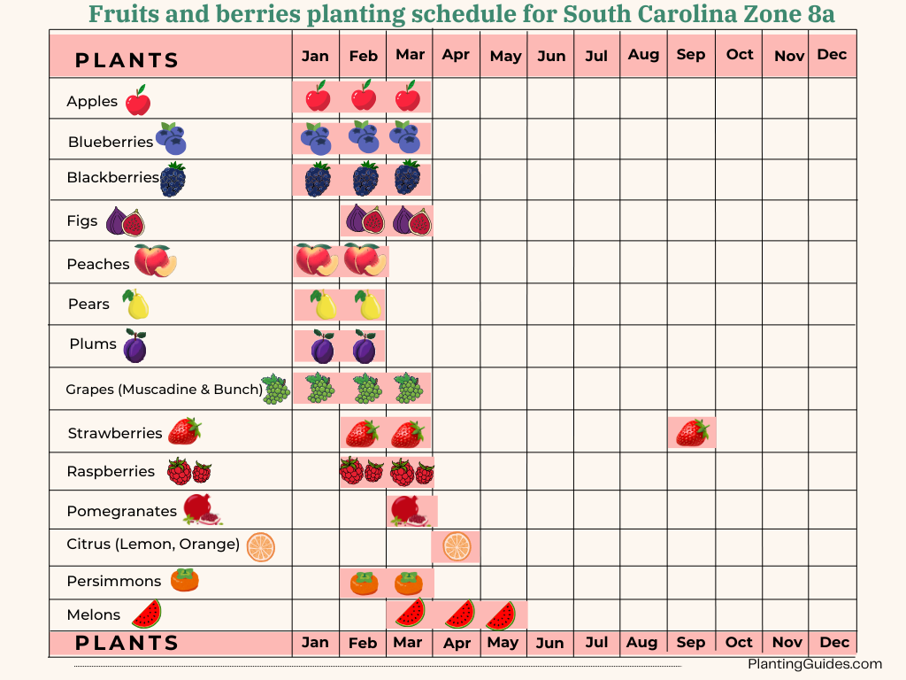 Fruits and berries planting schedule for South Carolina Zone 8a