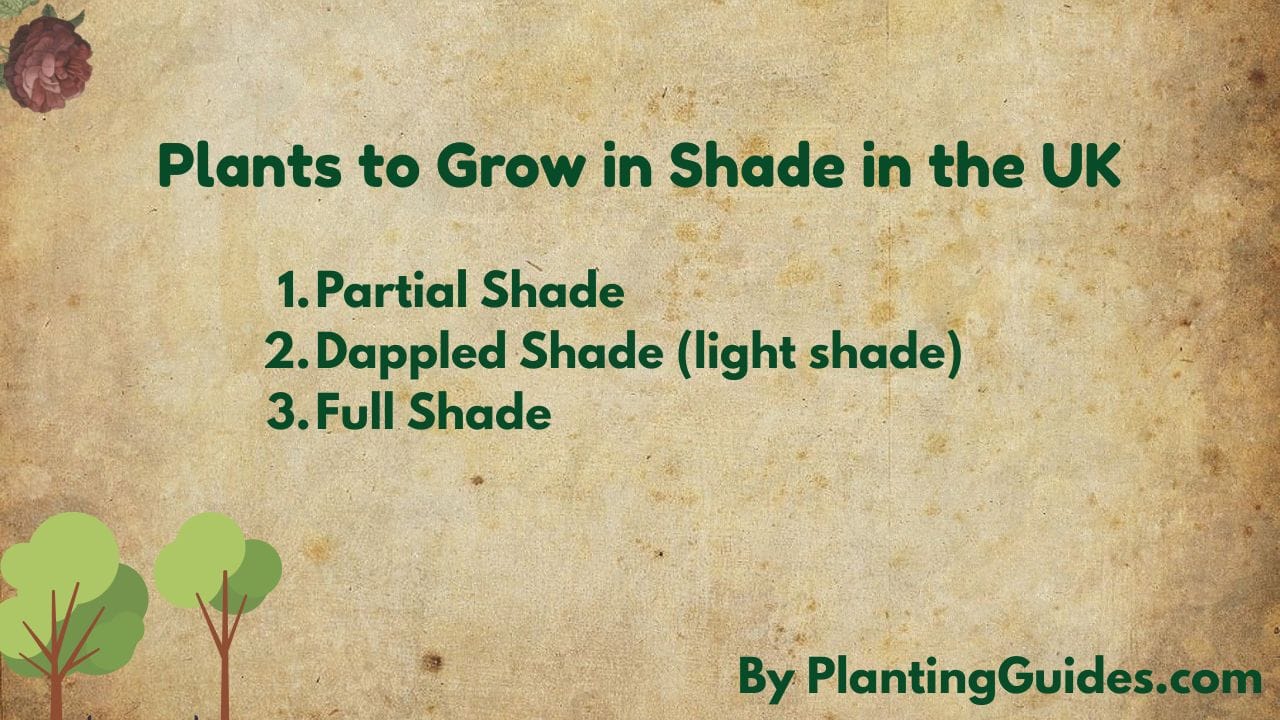 Plants to Grow in Shade in the UK
