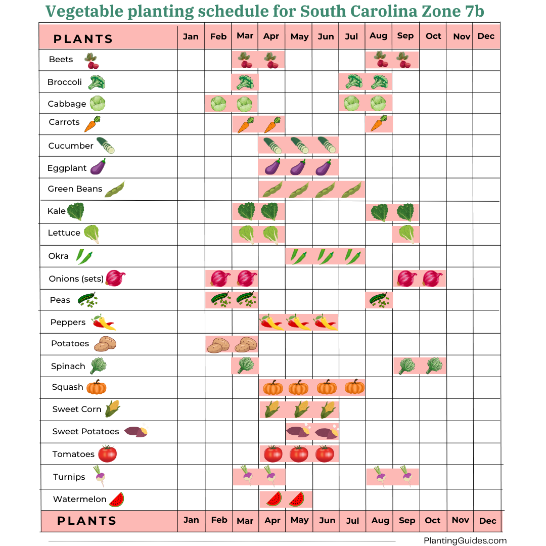 Vegetable Planting Schedule for South Carolina Zone 7b
