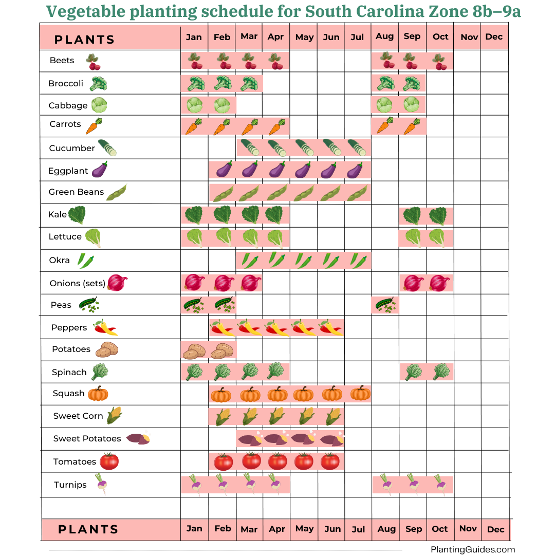 Vegetable planting schedule for South Carolina Zone 8b–9a