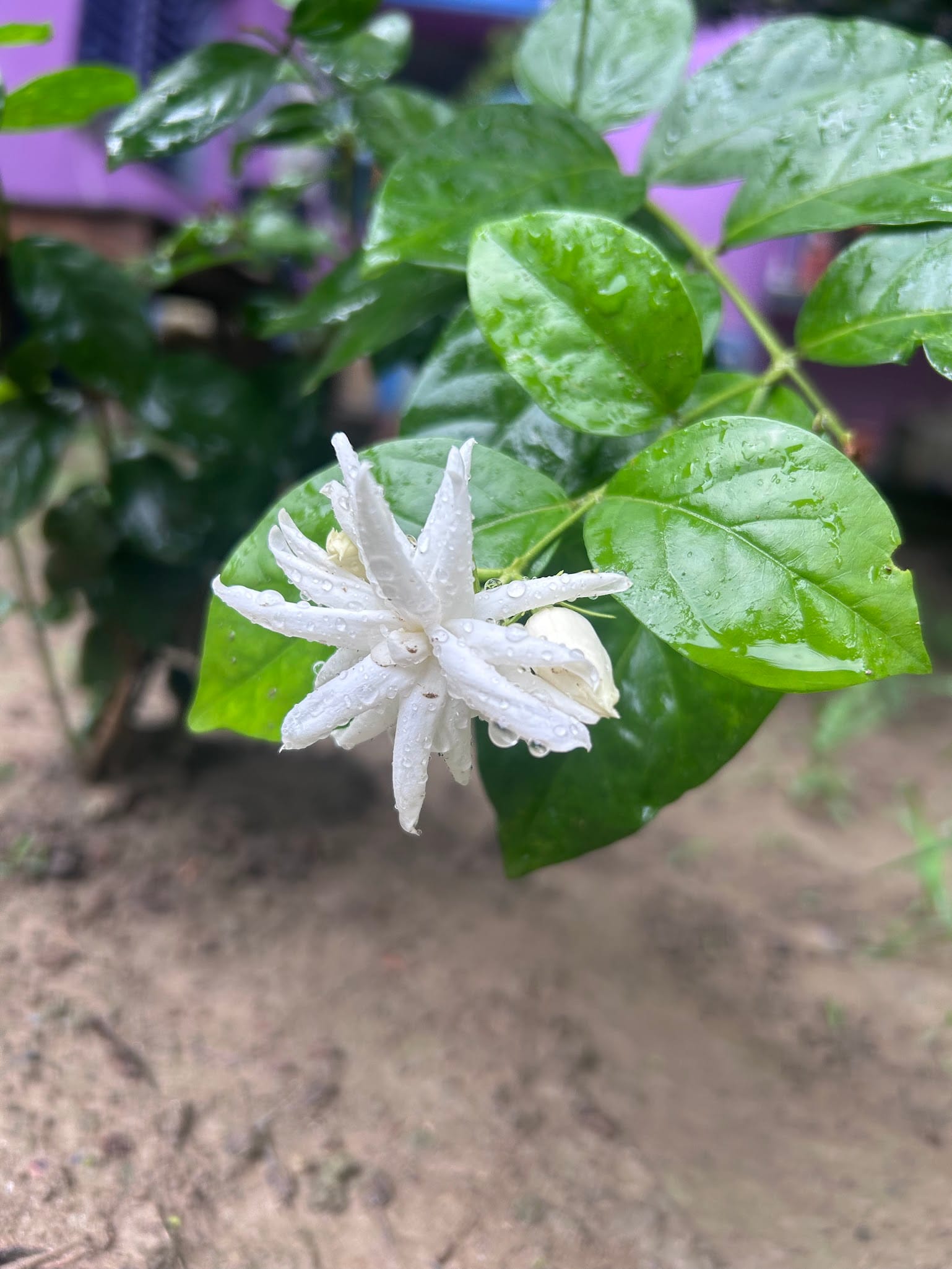 Arabian jasmine