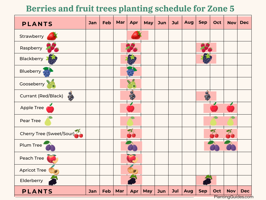 Berries and fruit trees planting schedule for Zone 5