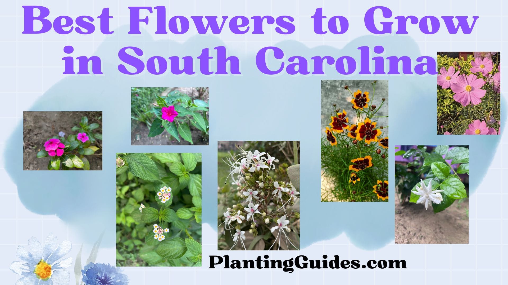 Best Flowering Plants to Grow in South Carolina