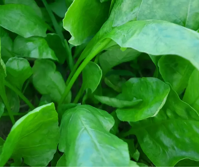 Garden Leaf