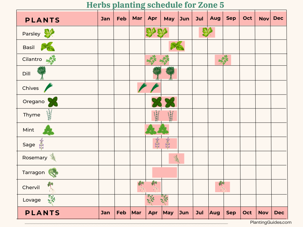 Herbs planting schedule for Zone 5