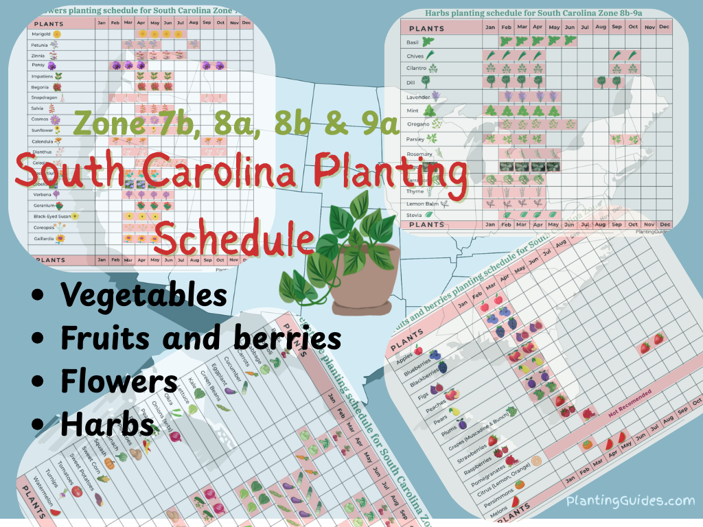 South Carolina Planting schedule chart