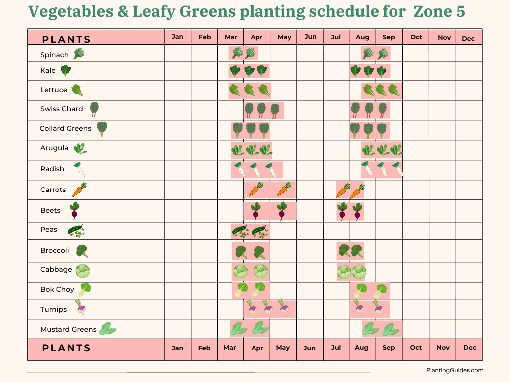Vegetables & Leafy Greens planting schedule for Zone 5