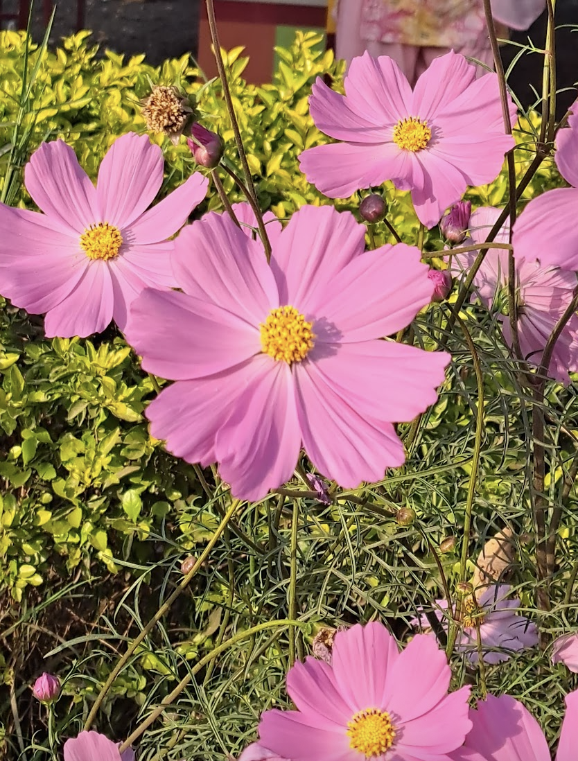 Cosmos
