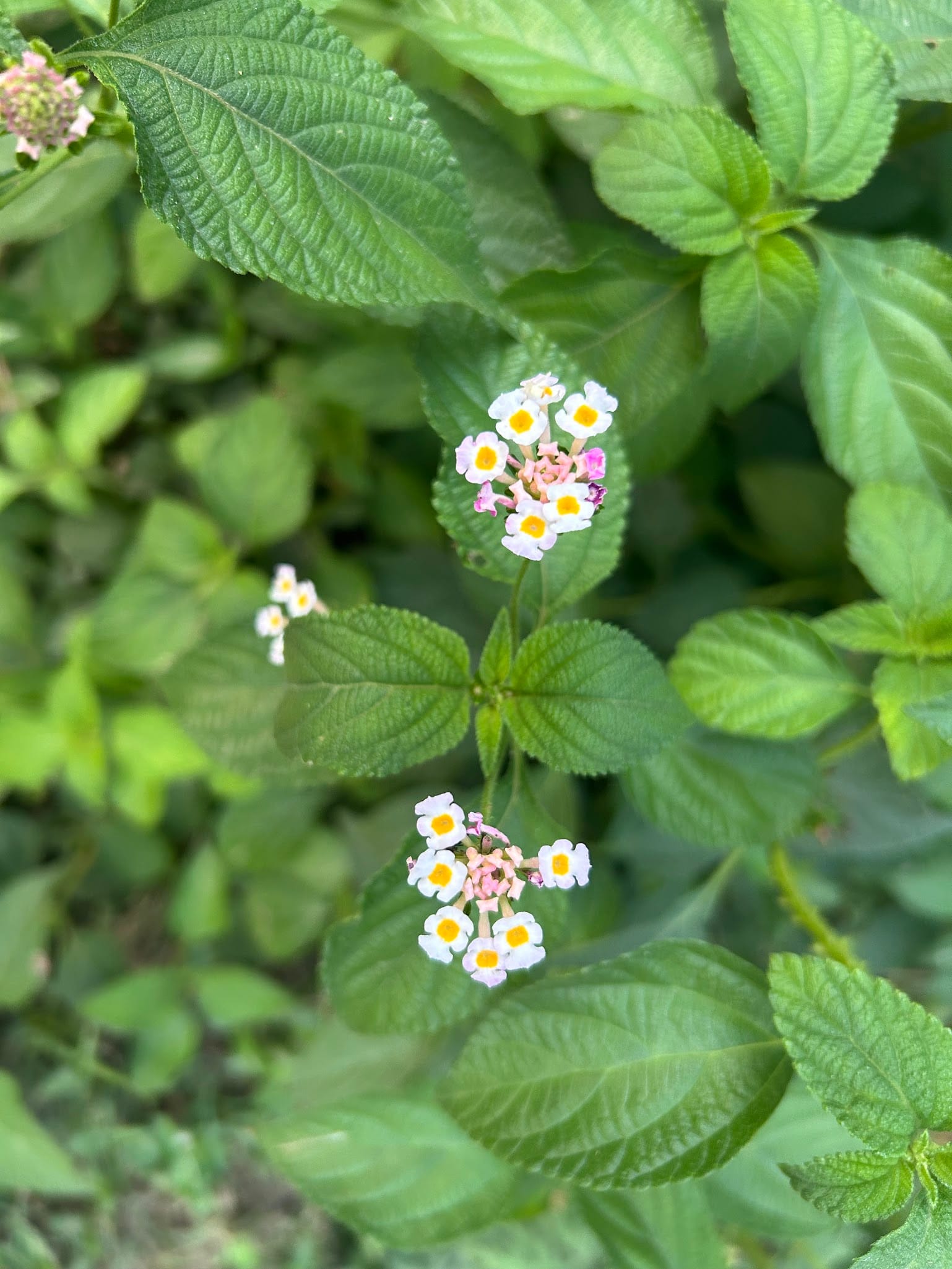 Lantana