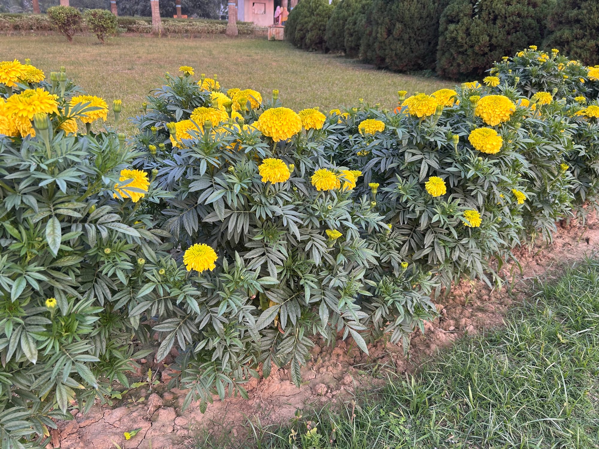 Marigold