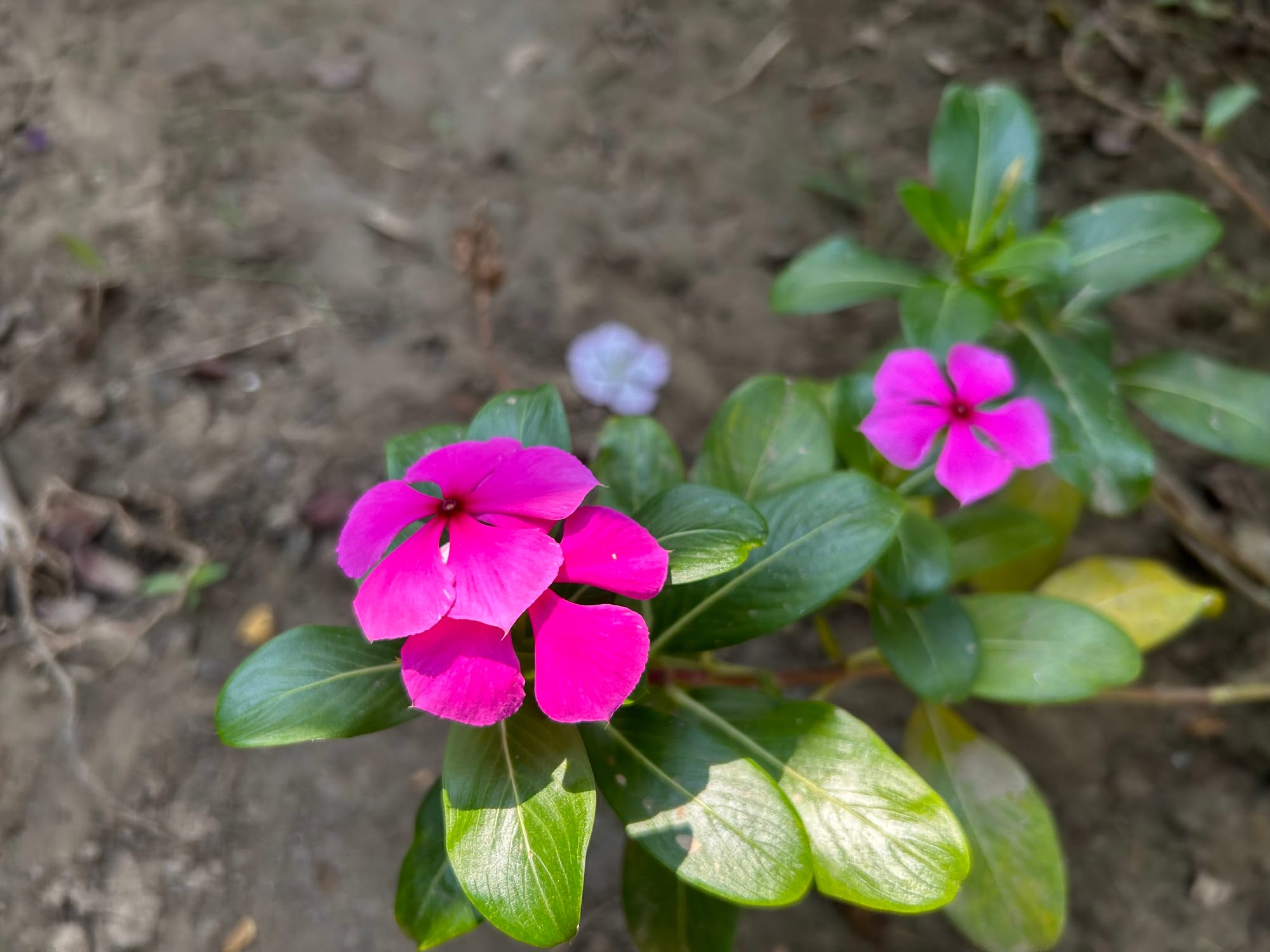Vinca