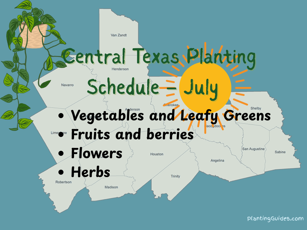Planting Schedule for Central Texas in July