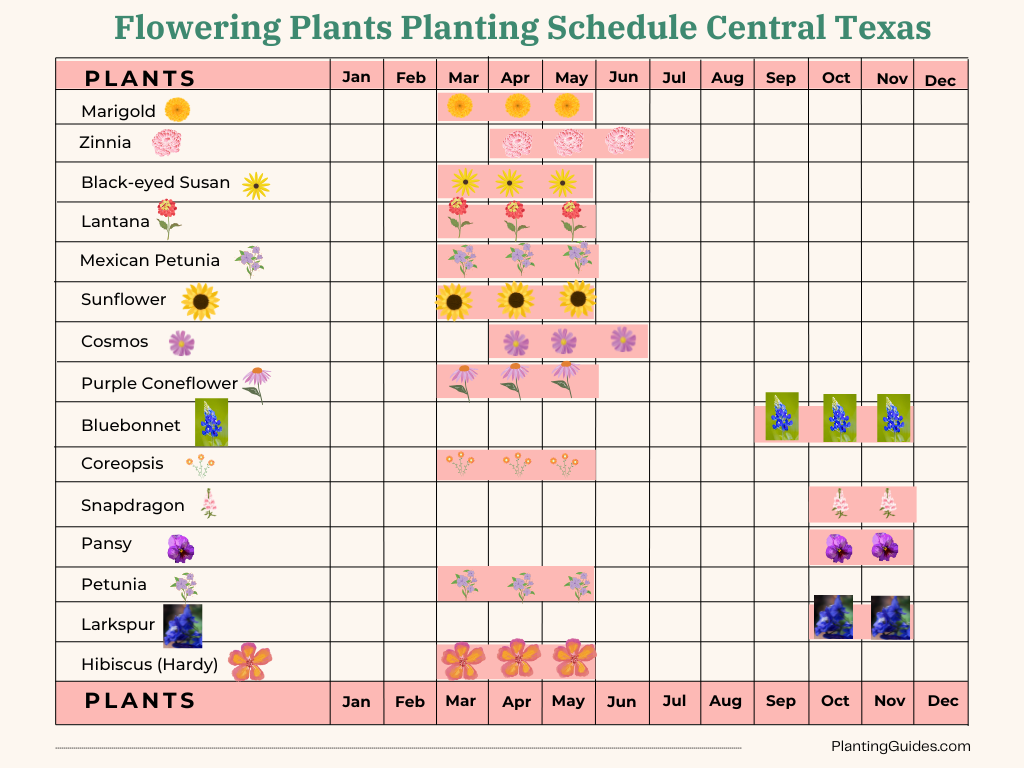 Flowers Planting schedule for Central Texas - Visual Chart