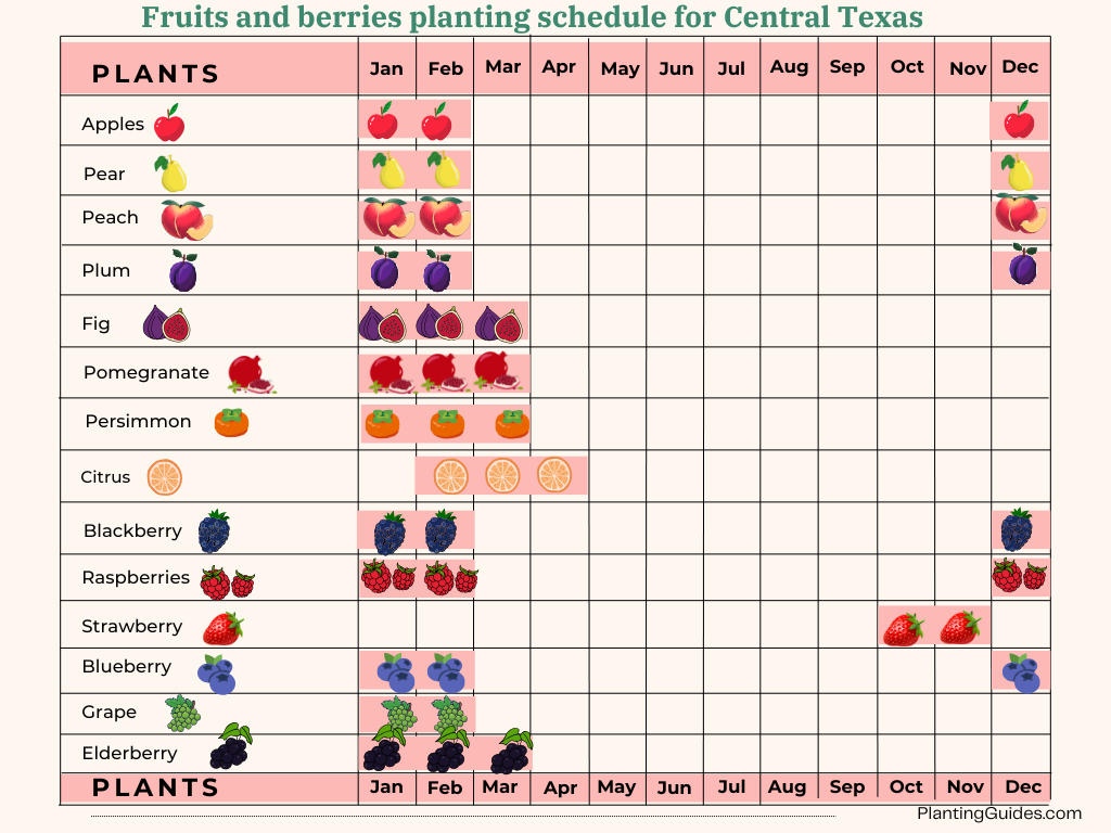 Fruits planting schedule for Central Texas - Visual Chart