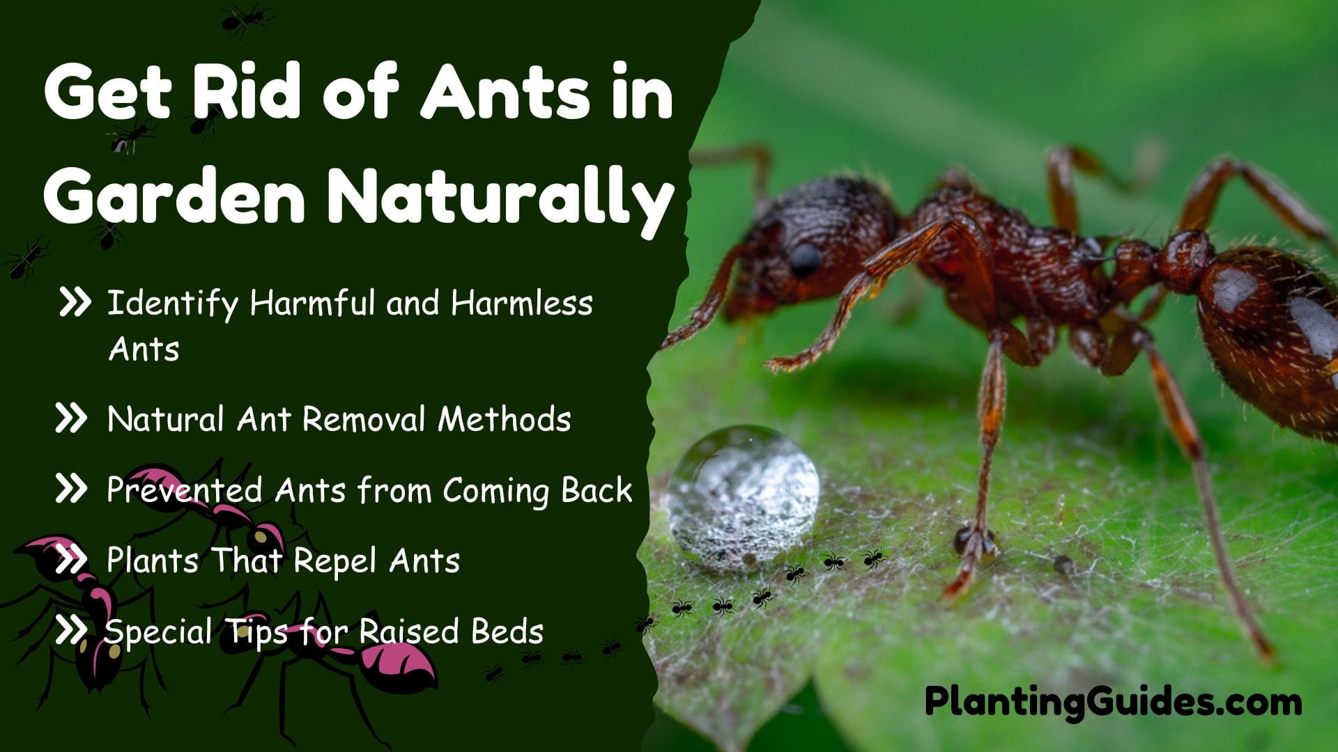 Get Rid of Ants in Garden Naturally