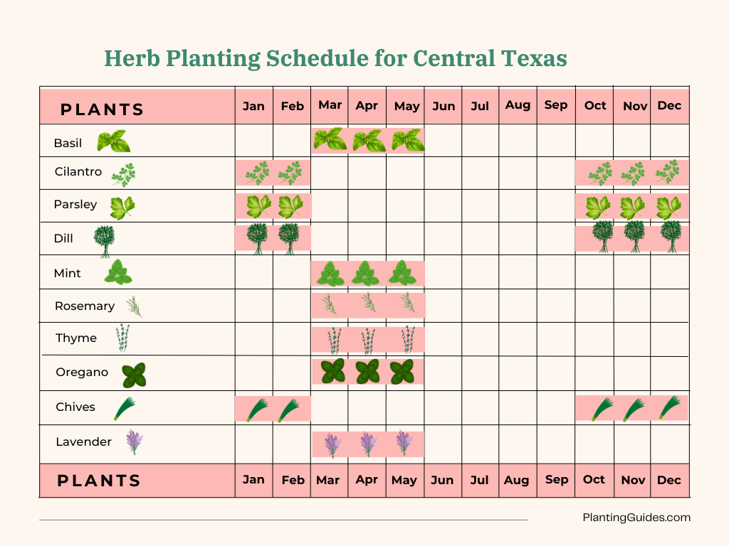 Herbs Planting schedule for Central Texas - Visual Chart