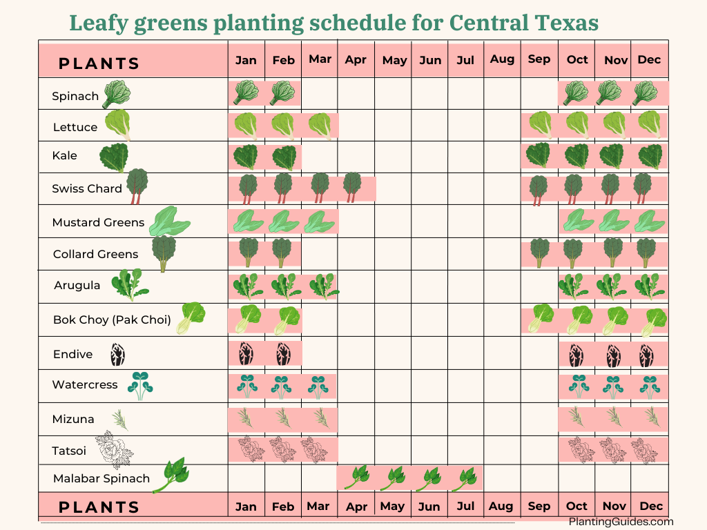 Leafy greens planting schedule for Central Texas - Visual Chart