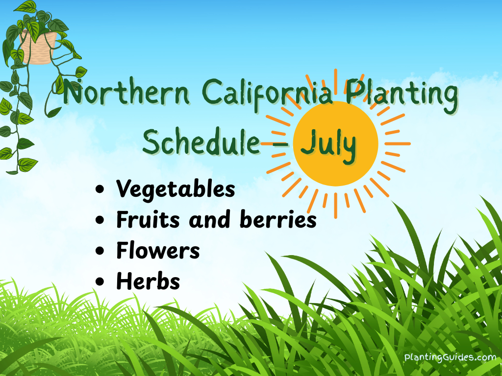 What to Plant in July in Northern California - Zone 9