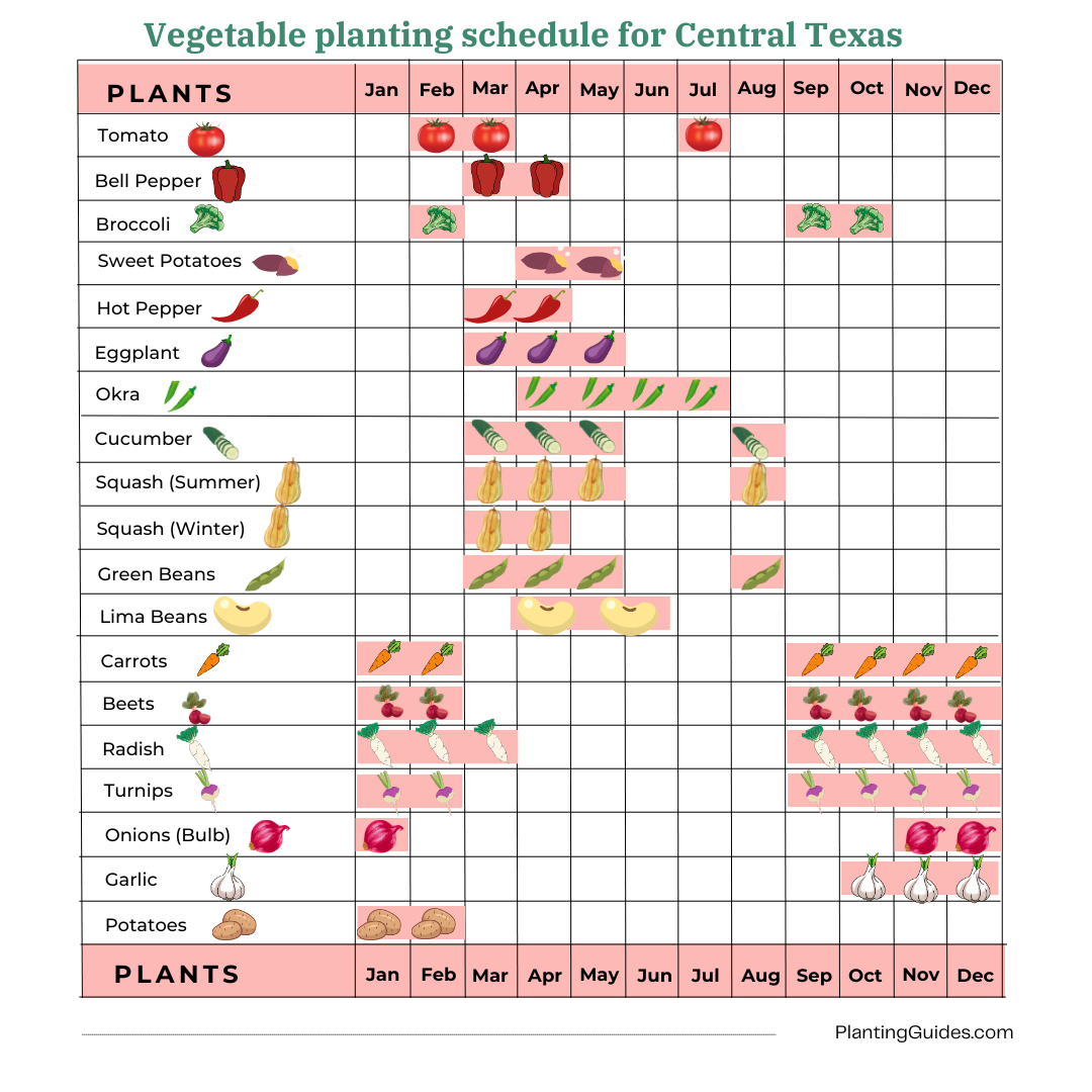 Vegetables planting schedule for Central Texas - Visual Chart