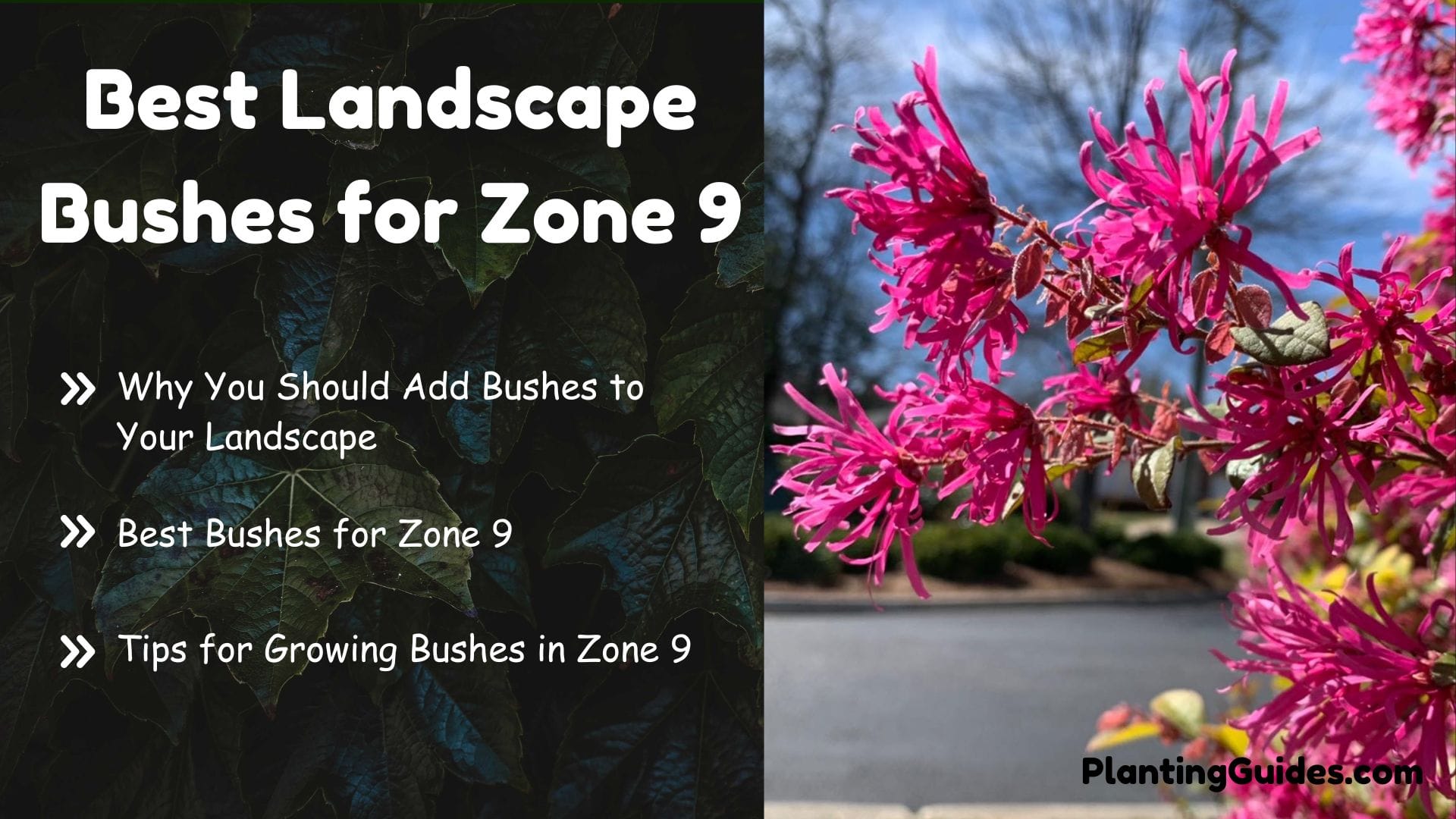 Best Landscape Bushes for Zone 9