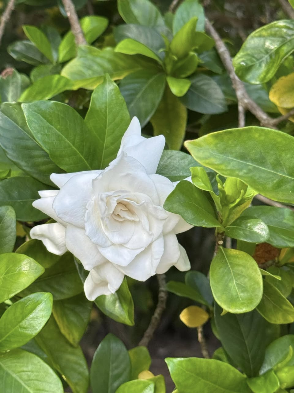 Gardenia