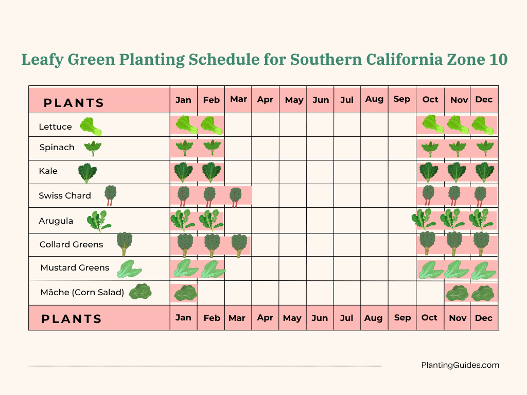 Leafy Green Planting Schedule for Southern California Zone 10