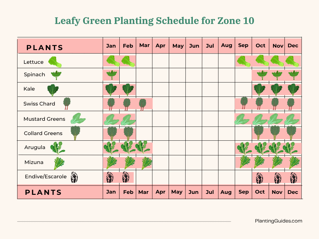 Leafy Green Planting Schedule for Zone 10