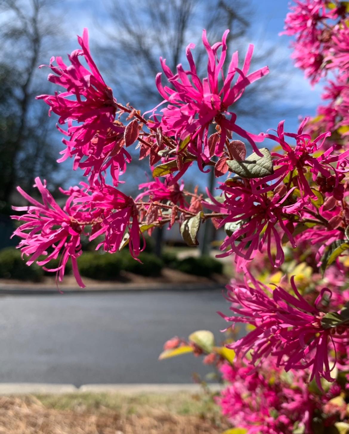 Loropetalum