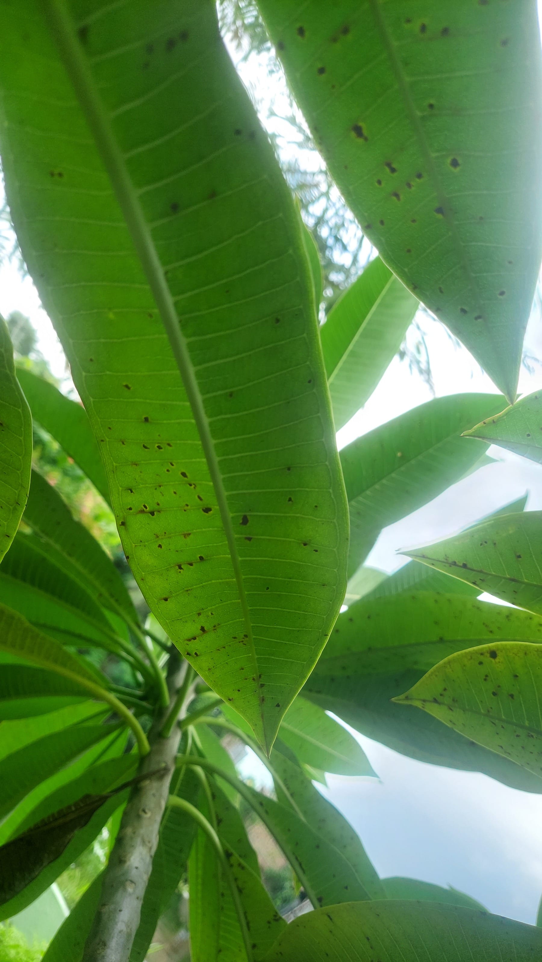 Rust on Leaves