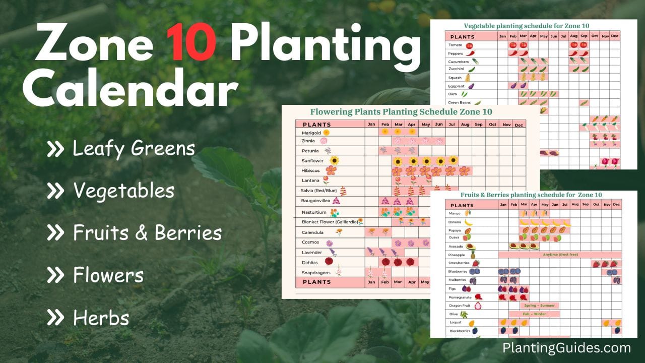 Zone 10 Planting Calendar