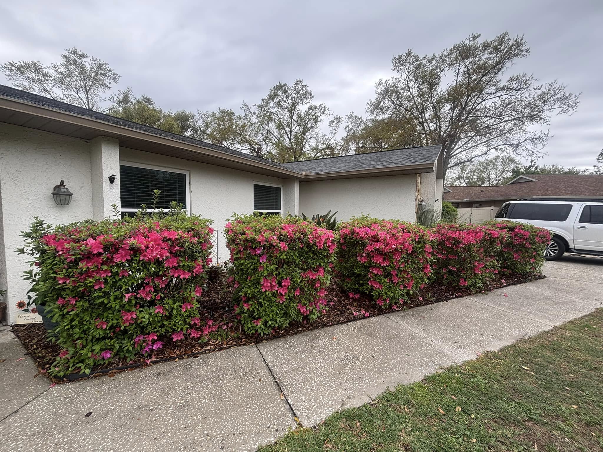 Azalea Bush