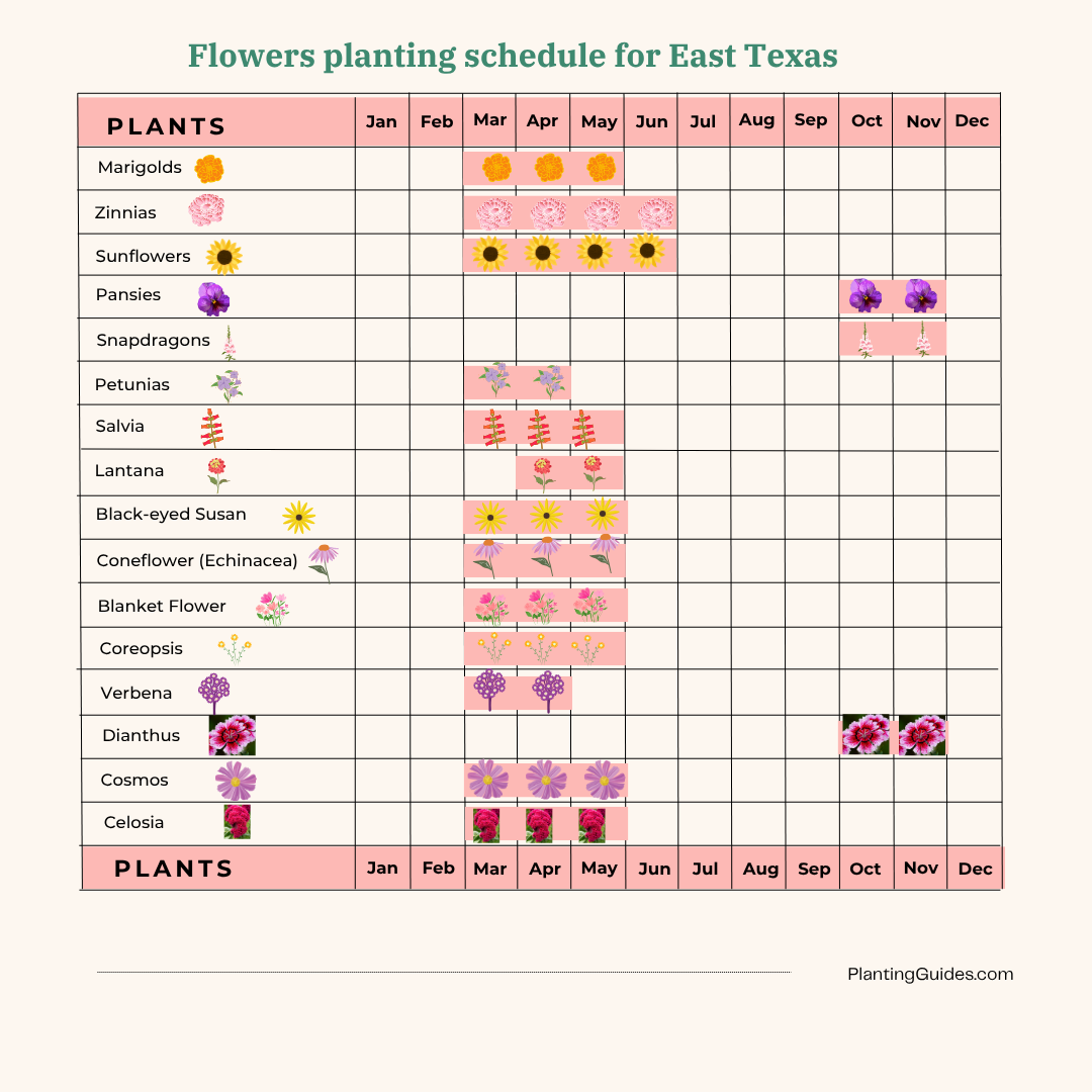 Flowers planting schedule for East Texas