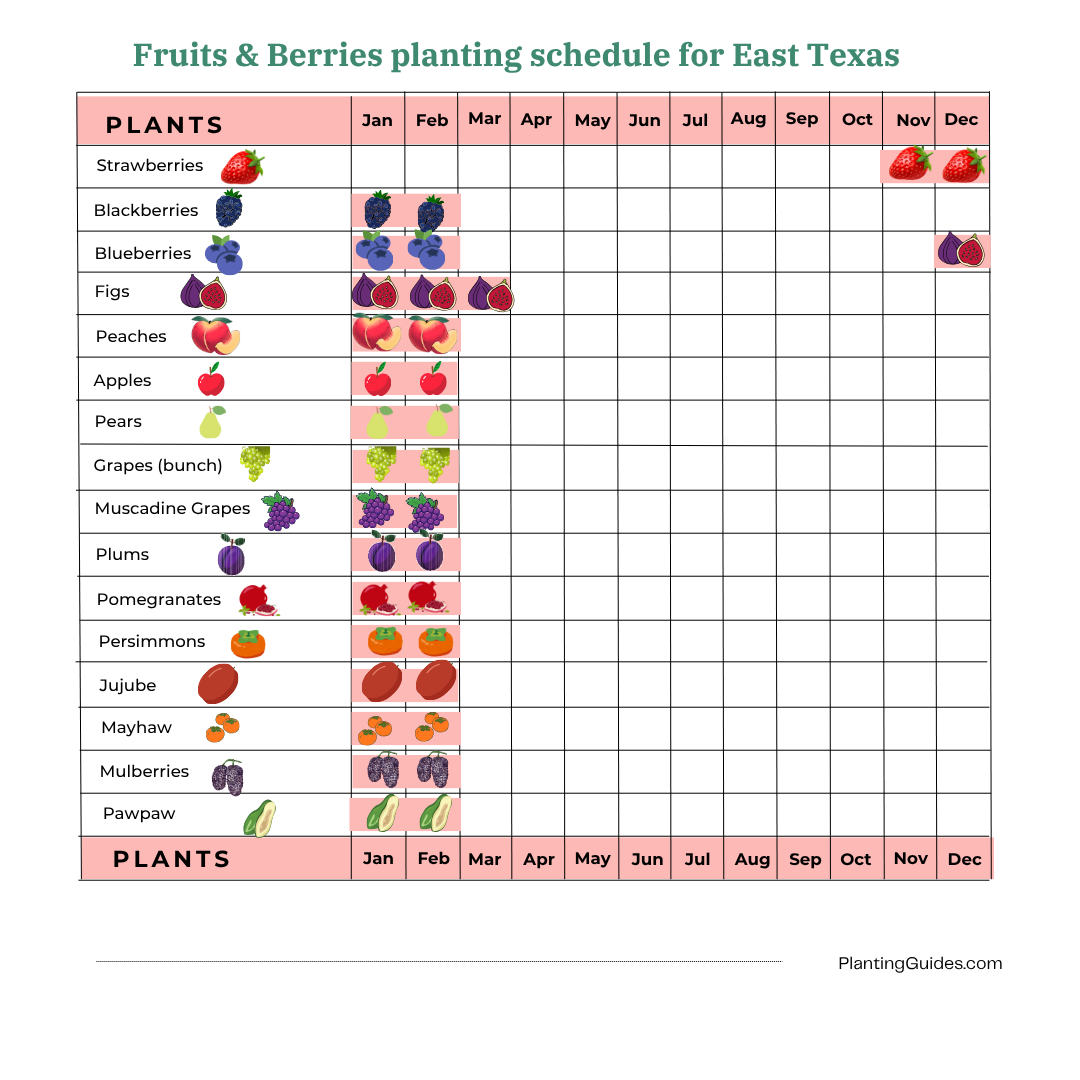 Fruits & Berries planting schedule for East Texas