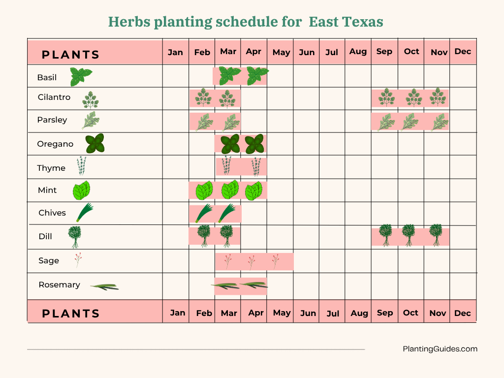 Herbs planting schedule for  East Texas