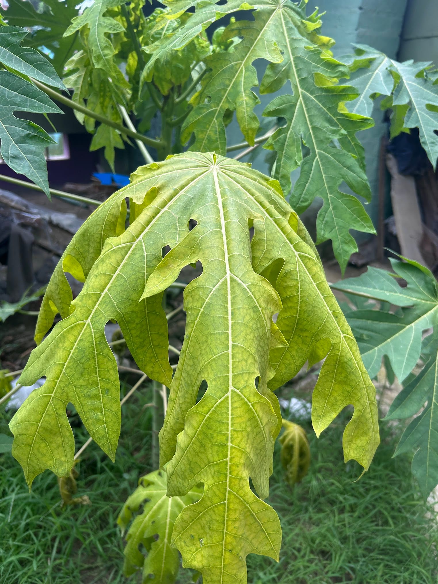 Papaya Leaves Wilting and Yellowing