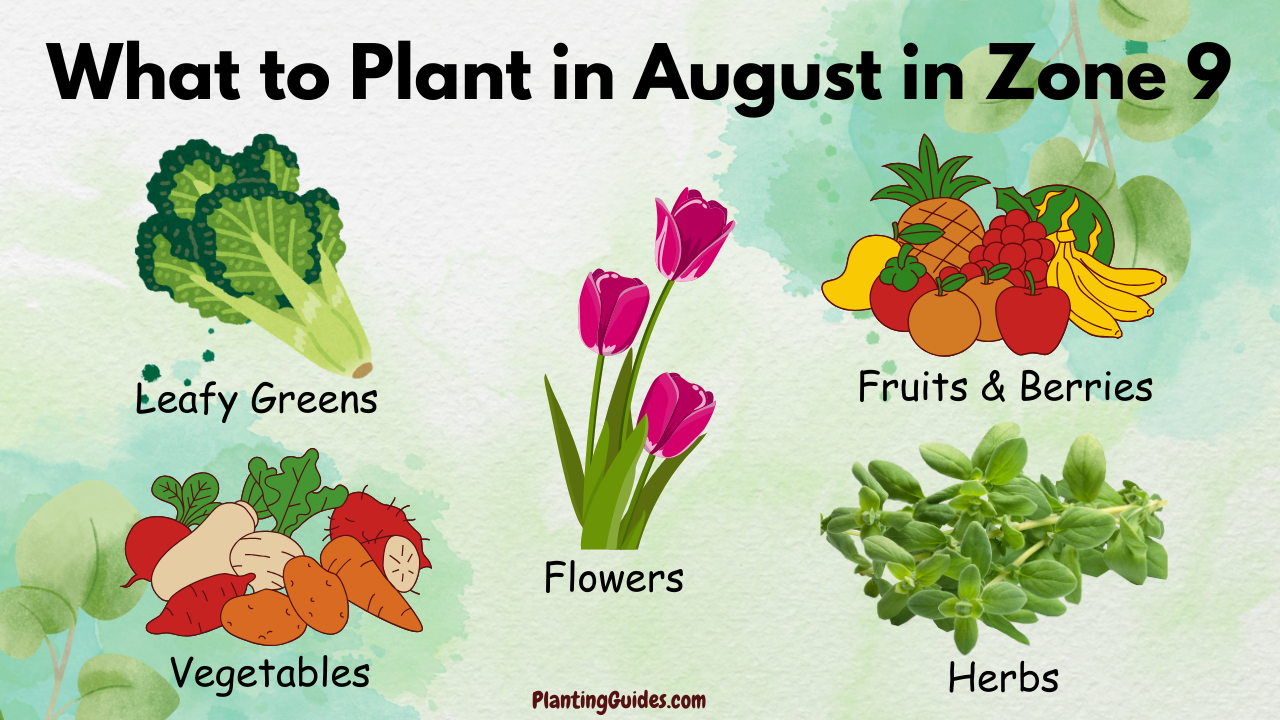 What to Plant in August in Zone 9