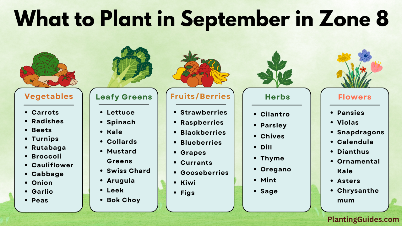 What to Plant in September in Zone 8