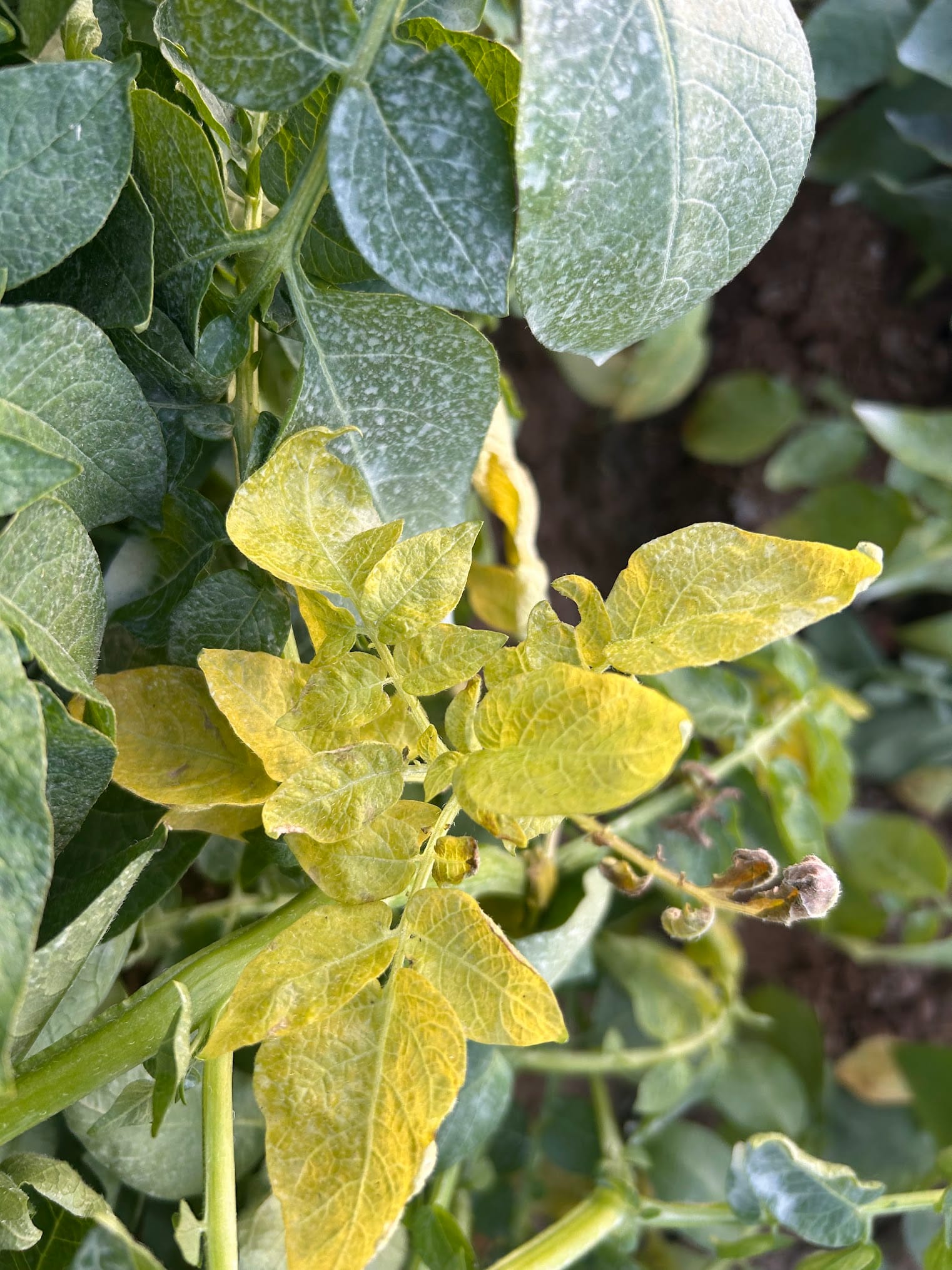 Potatoe leaves turning yellow