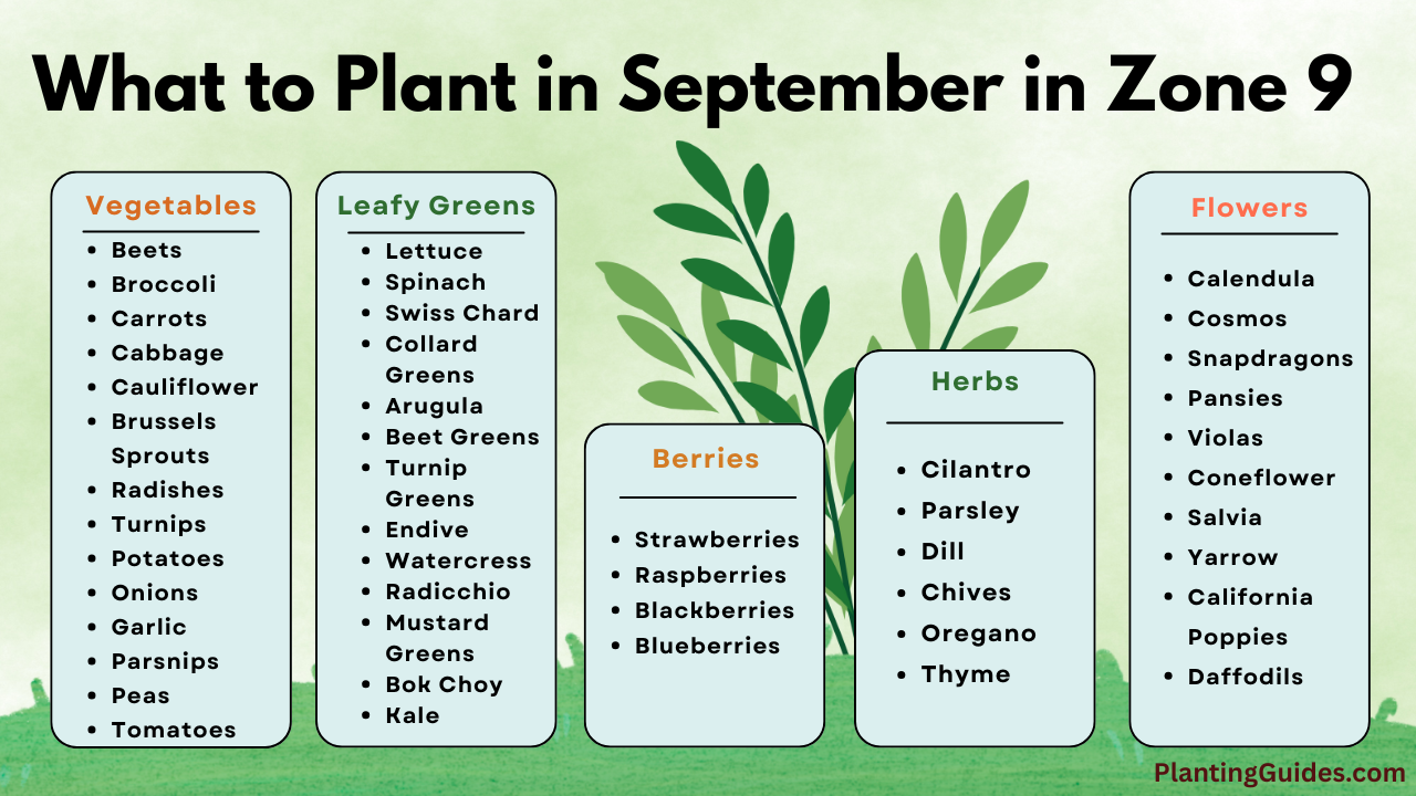 What to Plant in September in Zone 9