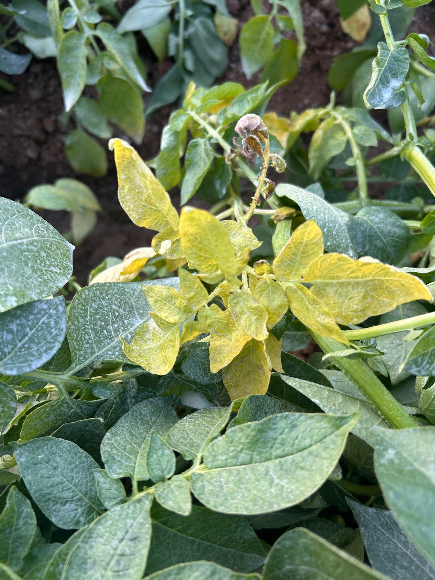 Yellow leaves on potato plant due to lack of Nitrogen