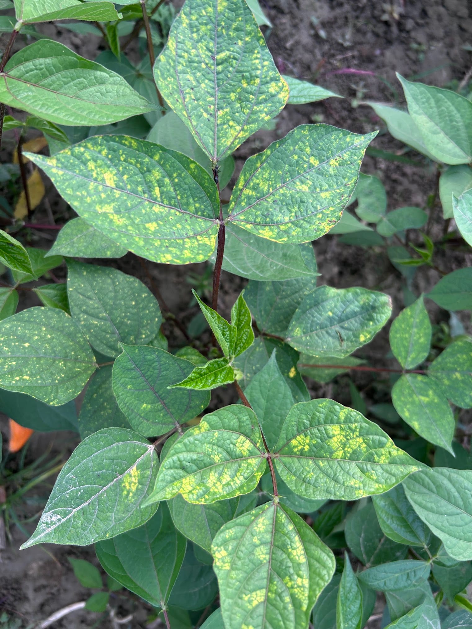 Yellow Spots on Bean Leaves