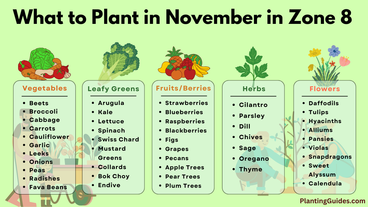 What to Plant in November in Zone 8